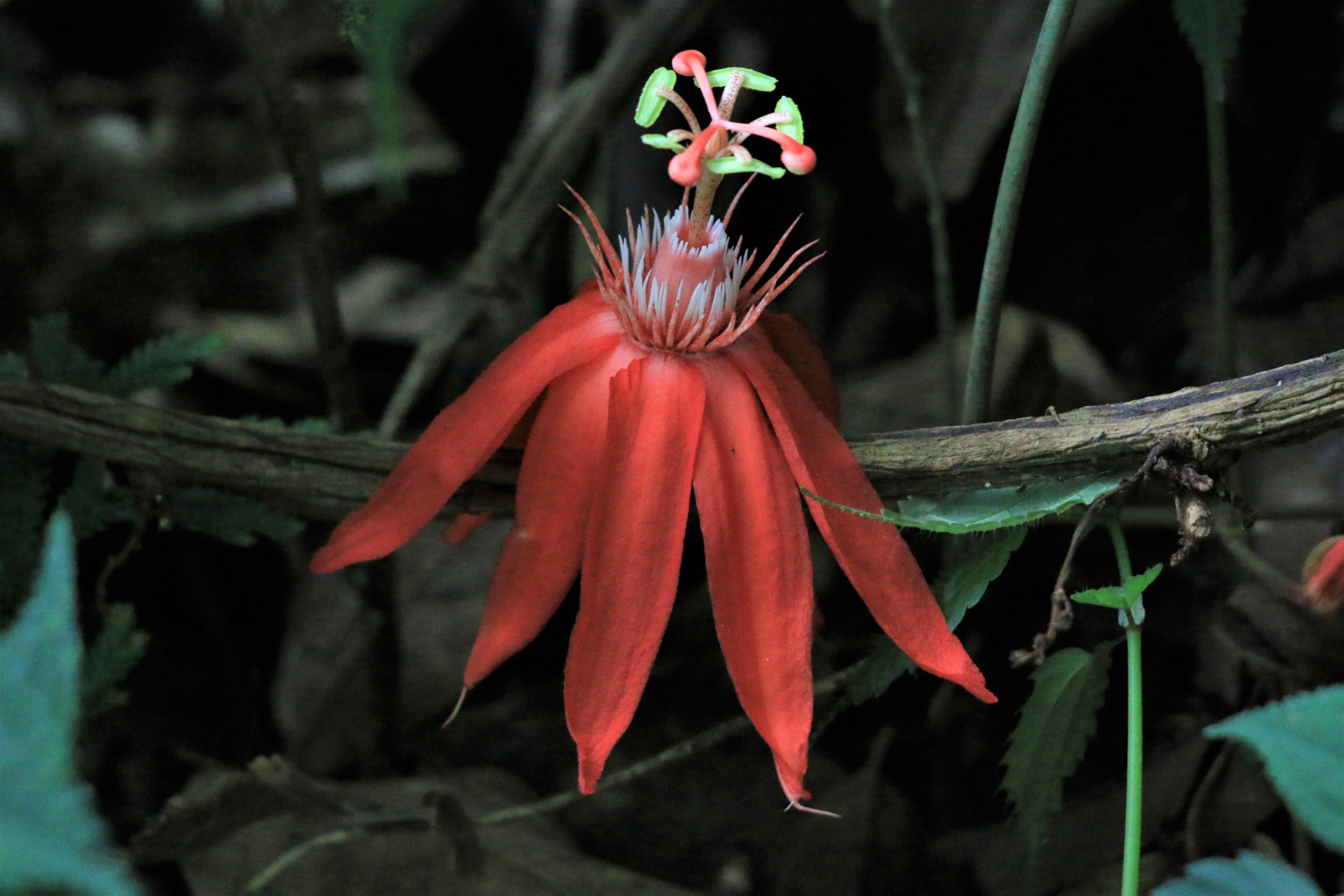 Costa Rica